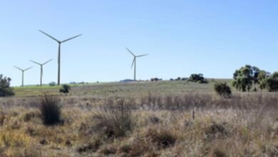 Alinta se une al viento Rush to Wheatbelt, aumenta las turbinas para evitar colisiones con cacatúas negras de carnaby