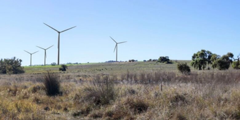Alinta se une al viento Rush to Wheatbelt, aumenta las turbinas para evitar colisiones con cacatúas negras de carnaby
