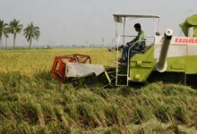 Los compradores europeos compraron más Basmati India este año porque Pakistán es costoso, dijo el propietario de la marca Tilda.
