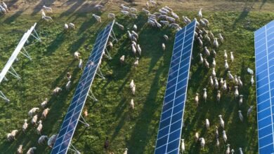 “Es una bendición”: los agricultores abrazan la matriz solar