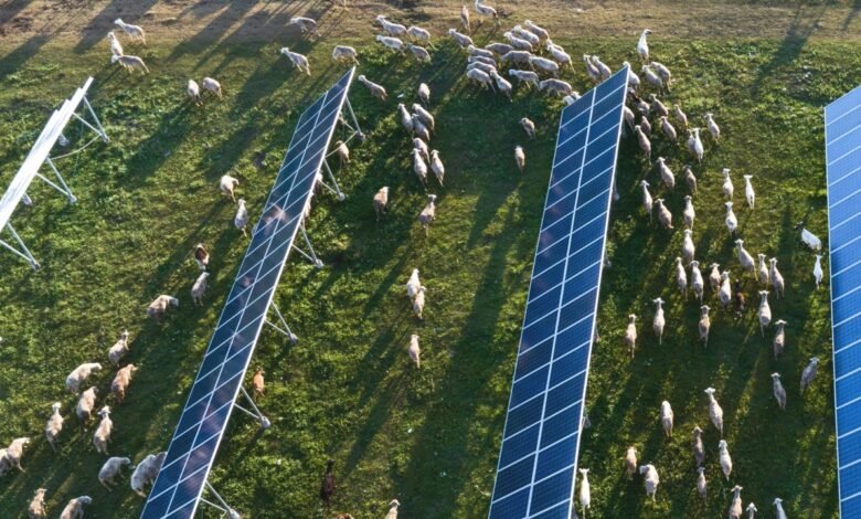 “Es una bendición”: los agricultores abrazan la matriz solar