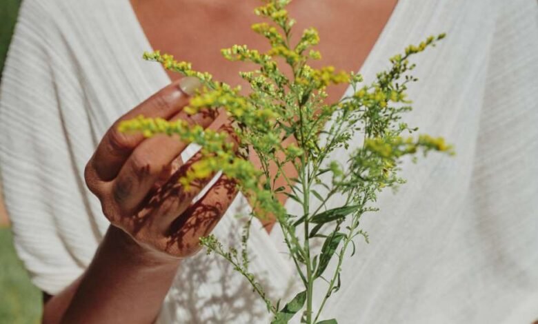 Beneficios de la medicina vegetal para individuos de alto riesgo