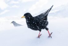 El fotógrafo de aves 2025 del año ofrece una lección de planificación y paciencia: colosal