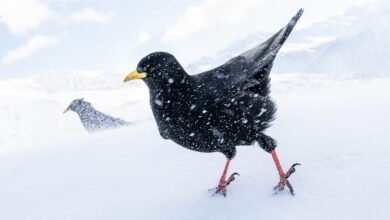 El fotógrafo de aves 2025 del año ofrece una lección de planificación y paciencia: colosal