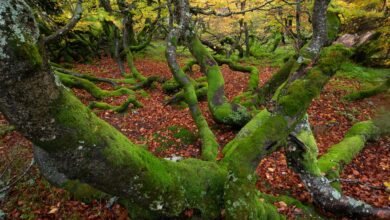 Las fotos de Demeuse de Frédéric encabezaron la belleza básica de los viejos bosques – enorme