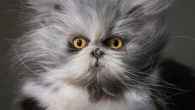 Life Pictures en “Cats” de Tim Flash celebra nuestro amor constante por los gatos – enorme