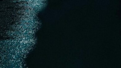 Pedir el polvo biológico articular del brillo en la oscuridad