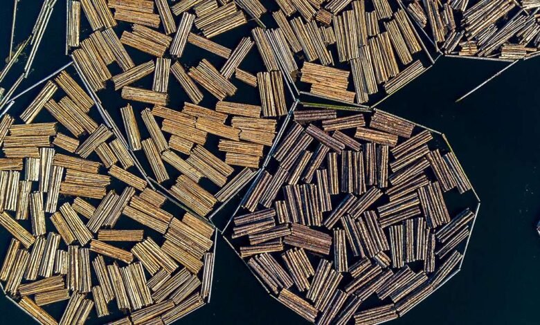 Trump establece un 10% de madera, aranceles de madera en un intento de levantar la industria estadounidense