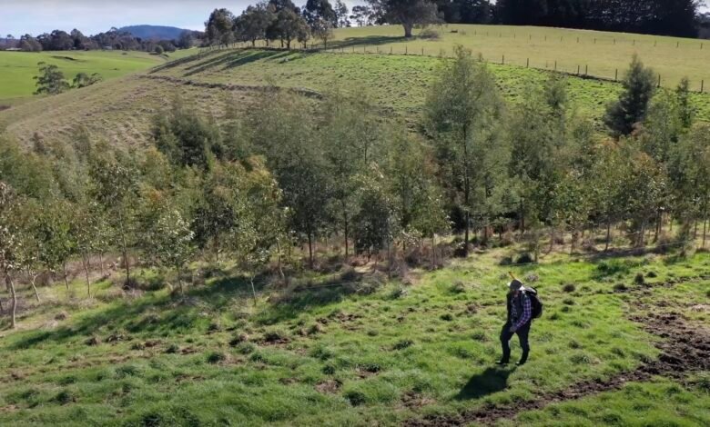 El maratón de Beau Miles, un proyecto de plantación de un solo día, que hace nuevos bosques en los gigantes de Australia.