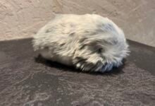 72 horas con la mascota moflin de Casio con IA: mi perro lo odia, mi esposa lo odia, pero me encanta