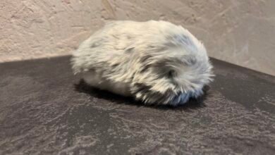 72 horas con la mascota moflin de Casio con IA: mi perro lo odia, mi esposa lo odia, pero me encanta