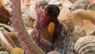 ¿Cómo usar 8 brazos? Los pulpos tienden a explorar con sus extremidades delanteras