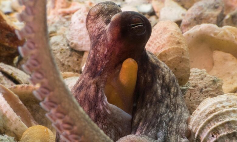 ¿Cómo usar 8 brazos? Los pulpos tienden a explorar con sus extremidades delanteras