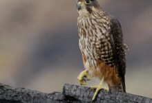 Un rapto sin reparos en comer a sus oponentes gana las elecciones anuales de aves de Nueva Zelanda