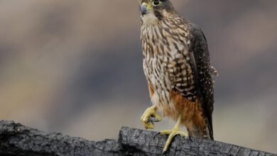 Un rapto sin reparos en comer a sus oponentes gana las elecciones anuales de aves de Nueva Zelanda