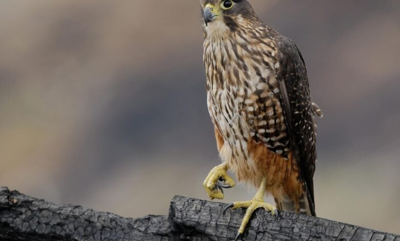 Un rapto sin reparos en comer a sus oponentes gana las elecciones anuales de aves de Nueva Zelanda