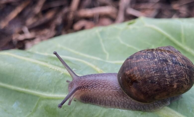 Ned es un caracol perfectamente bonito, pero un caparazón raro significa una vida amorosa condenada