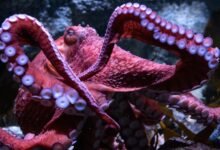 Los fanáticos se despidieron de el querido California Octopus Ghost mientras se preocupan por los huevos en la etapa final de la vida