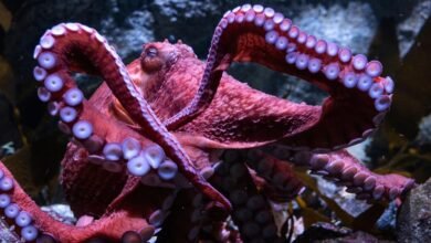 Los fanáticos se despidieron de el querido California Octopus Ghost mientras se preocupan por los huevos en la etapa final de la vida