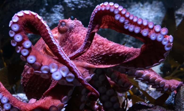 Los fanáticos se despidieron de el querido California Octopus Ghost mientras se preocupan por los huevos en la etapa final de la vida