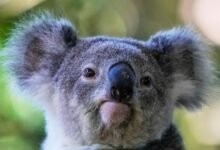 Australia aprueba la primera vacuna para salvar a los koalas de Chlamydia