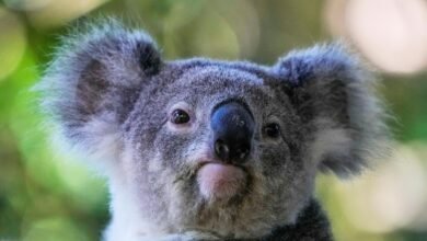 Australia aprueba la primera vacuna para salvar a los koalas de Chlamydia