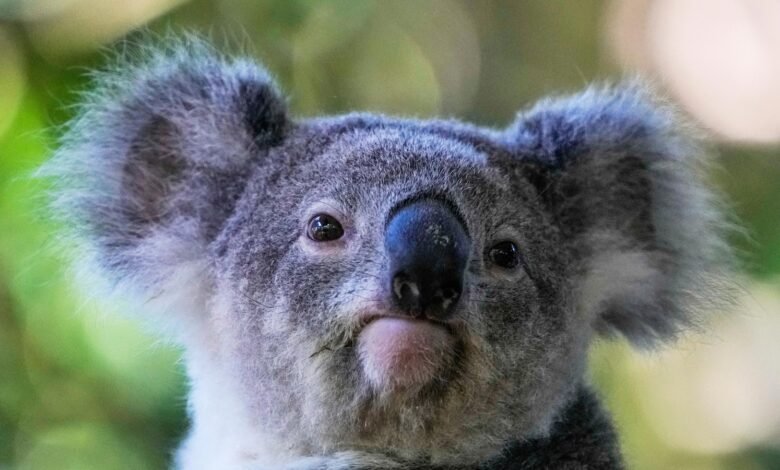 Australia aprueba la primera vacuna para salvar a los koalas de Chlamydia Australia aprueba la primera vacuna para salvar a los koalas de Chlamydia
