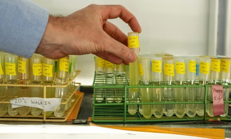 El calentamiento de los mares amenazan las especies clave de fitoplancton que alimenta la red alimentaria, el estudio encuentra