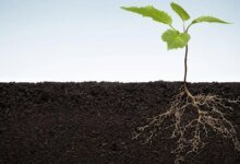 ¿Cómo aumentaron los ancestros de los cultivos modernos la biodiversidad del suelo?