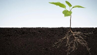 ¿Cómo aumentaron los ancestros de los cultivos modernos la biodiversidad del suelo?