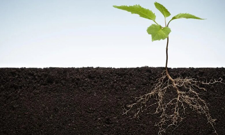 ¿Cómo aumentaron los ancestros de los cultivos modernos la biodiversidad del suelo? ¿Cómo aumentaron los ancestros de los cultivos modernos la biodiversidad del suelo?