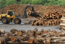 Los aumentos de impuestos a la madera de Trump están causando confusión y preocupación en el sector forestal.