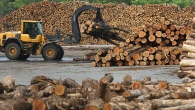 Los aumentos de impuestos a la madera de Trump están causando confusión y preocupación en el sector forestal.