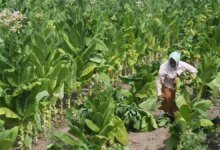 Cisco y Social Alpha lanzan Krishi Mangal 3.0 para respaldar 7 nuevas empresas de tecnología agrícola