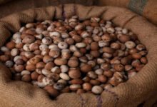 Se restringen las importaciones de nueces de areca tostadas por debajo de 351 INR/kg