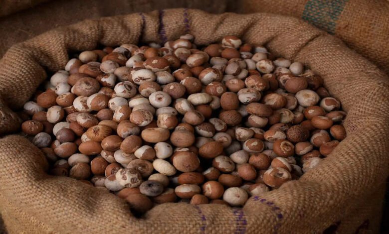 Se restringen las importaciones de nueces de areca tostadas por debajo de 351 INR/kg Se restringen las importaciones de nueces de areca tostadas por debajo de 351 INR/kg