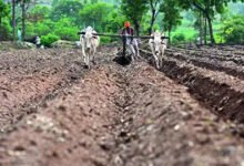 Impulsar la política de aumentar los impuestos sobre los frijoles puede ayudar a aumentar la siembra de semillas en Rabi.