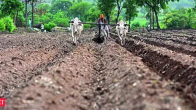 Impulsar la política de aumentar los impuestos sobre los frijoles puede ayudar a aumentar la siembra de semillas en Rabi. Impulsar la política de aumentar los impuestos sobre los frijoles puede ayudar a aumentar la siembra de semillas en Rabi.