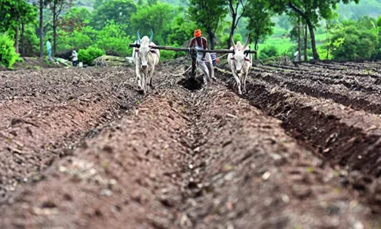 Impulsar la política de aumentar los impuestos sobre los frijoles puede ayudar a aumentar la siembra de semillas en Rabi.