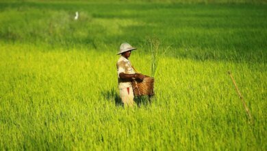 El Ministro de Minn dijo que la producción de arroz en Myanmar ayuda al mercado mundial. El Ministro de Minn dijo que la producción de arroz en Myanmar ayuda al mercado mundial.