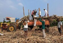 Rains sumerge la caña de azúcar en Maharaj, pero no afectará la producción de azúcar