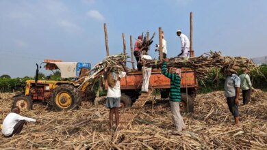 Rains sumerge la caña de azúcar en Maharaj, pero no afectará la producción de azúcar