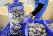 El sector de los camarones del primer ministro para promover el consumo doméstico.