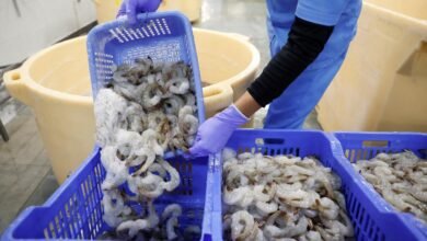 El sector de los camarones del primer ministro para promover el consumo doméstico.