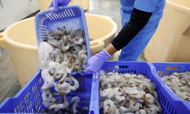 El sector de los camarones del primer ministro para promover el consumo doméstico. El sector de los camarones del primer ministro para promover el consumo doméstico.