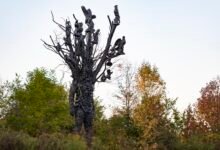 Ahora la ‘Amalgama (origen)’ de Nick Cave ha aumentado dentro de la superficie Frederik Meijer Gardens & Sculpture Park.