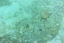 ¿Qué está contaminando nuestras fuentes de agua una vez virtiadas?