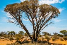 Watt confirma que no habrá un desencadenante climático en la reforma de las leyes de la naturaleza de EPBC