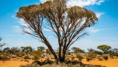 Watt confirma que no habrá un desencadenante climático en la reforma de las leyes de la naturaleza de EPBC
