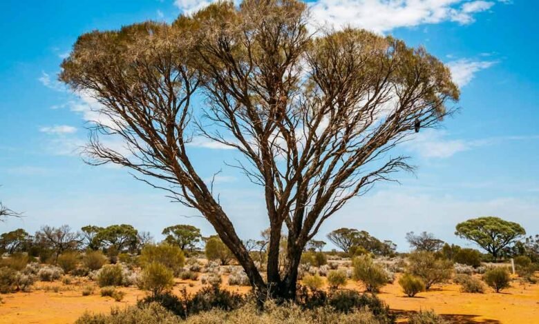 Watt confirma que no habrá un desencadenante climático en la reforma de las leyes de la naturaleza de EPBC Watt confirma que no habrá un desencadenante climático en la reforma de las leyes de la naturaleza de EPBC